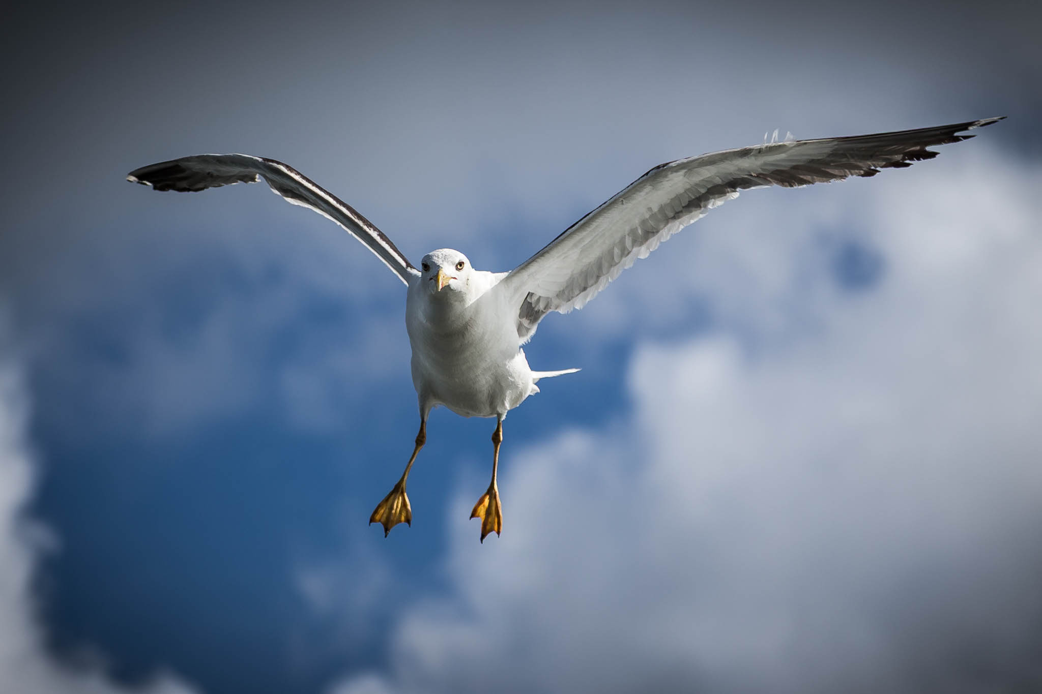 Seagull in flight against a backdrop of blue sky and fluffy clouds.