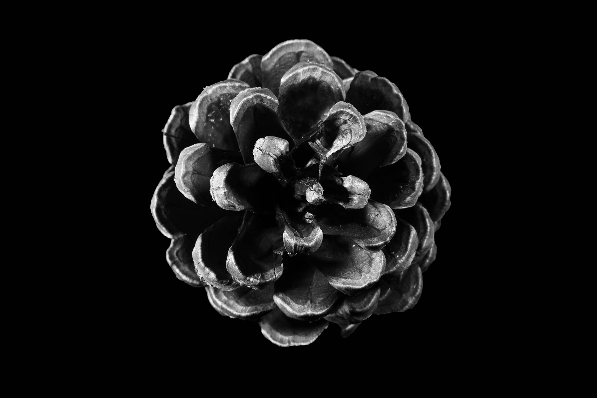 Black and white close-up of a pine cone on a dark background, showcasing detailed texture and natural patterns.