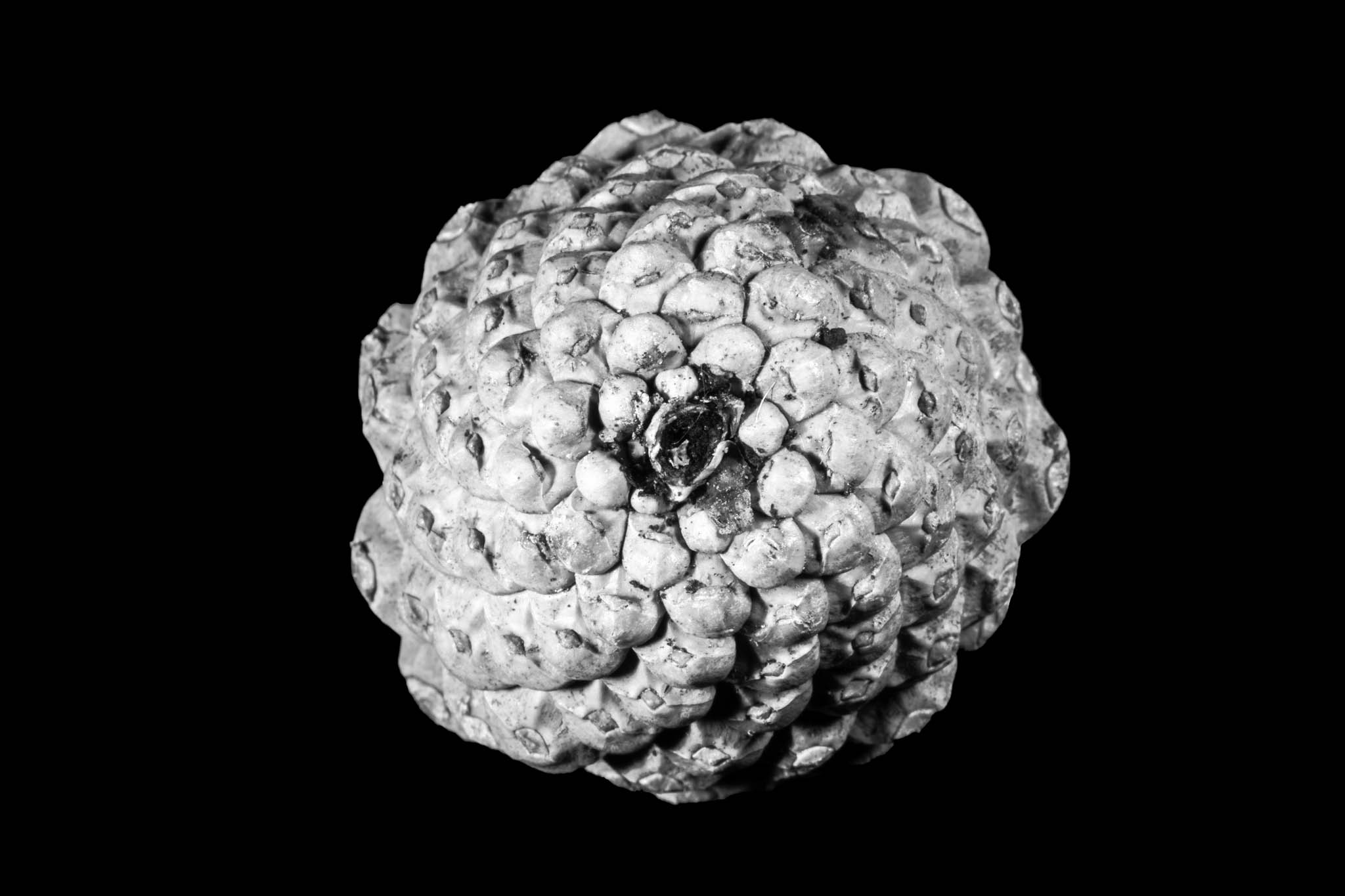 Close-up black and white image of a detailed pine cone on a black background.
