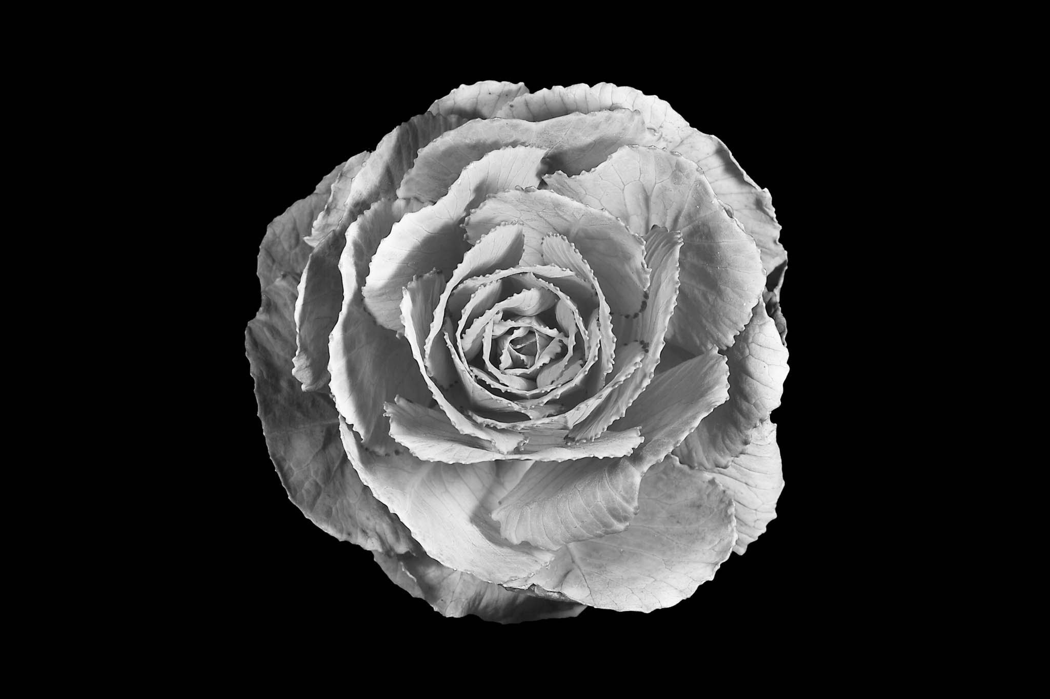Black and white close-up of cabbage resembling a rose, isolated on a black background.