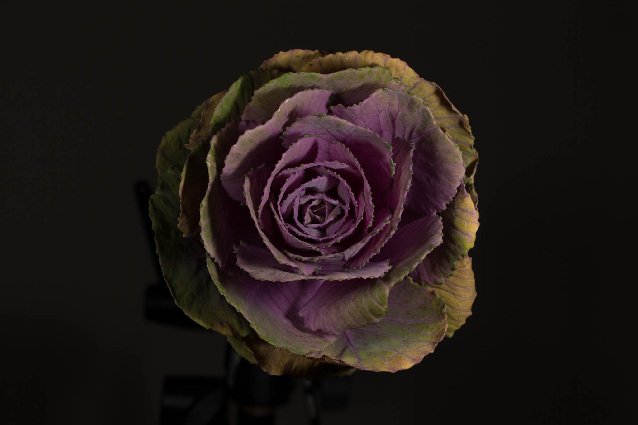 Close-up of a purple ornamental cabbage with layered leaves against a dark background.