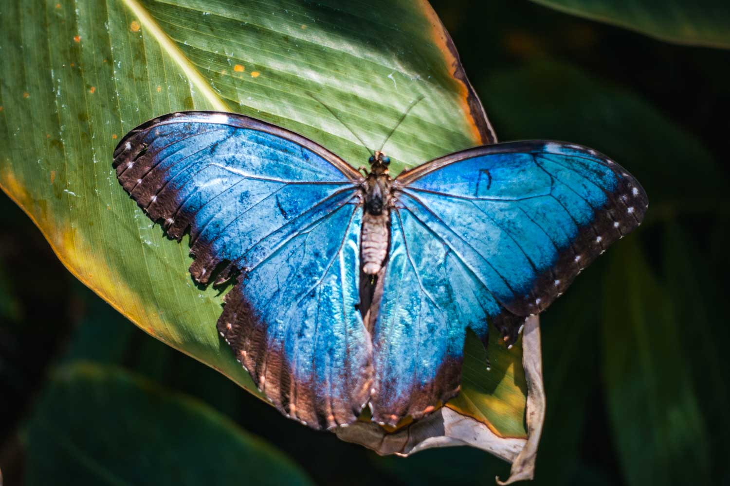 Vibrant blue butterfly with tattered wings perched on a green leaf in sunlight.