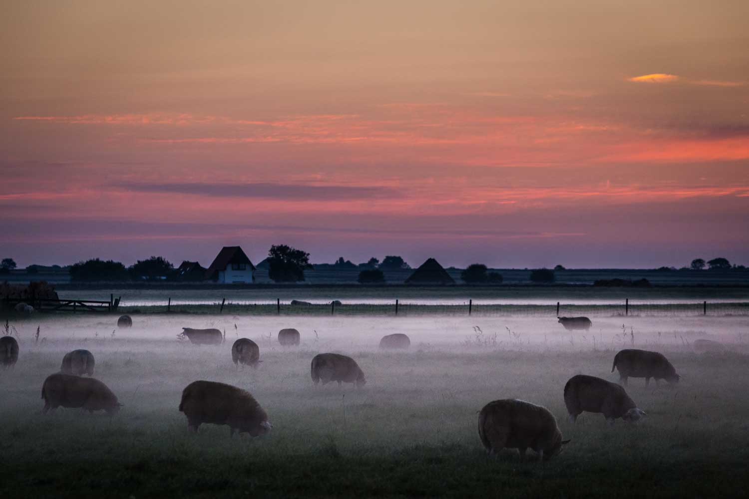 Sheep grazing in a misty field at sunrise with farmhouses silhouetted against a colorful sky in the background.