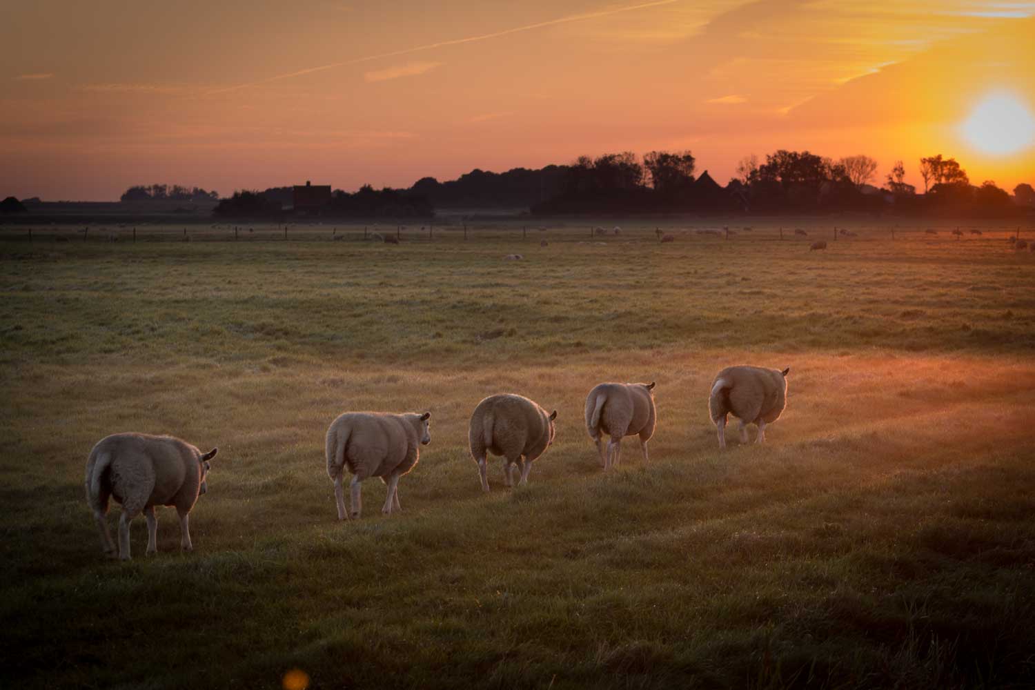 Sheep grazing in a lush green field at sunrise, with a scenic horizon and glowing sky.