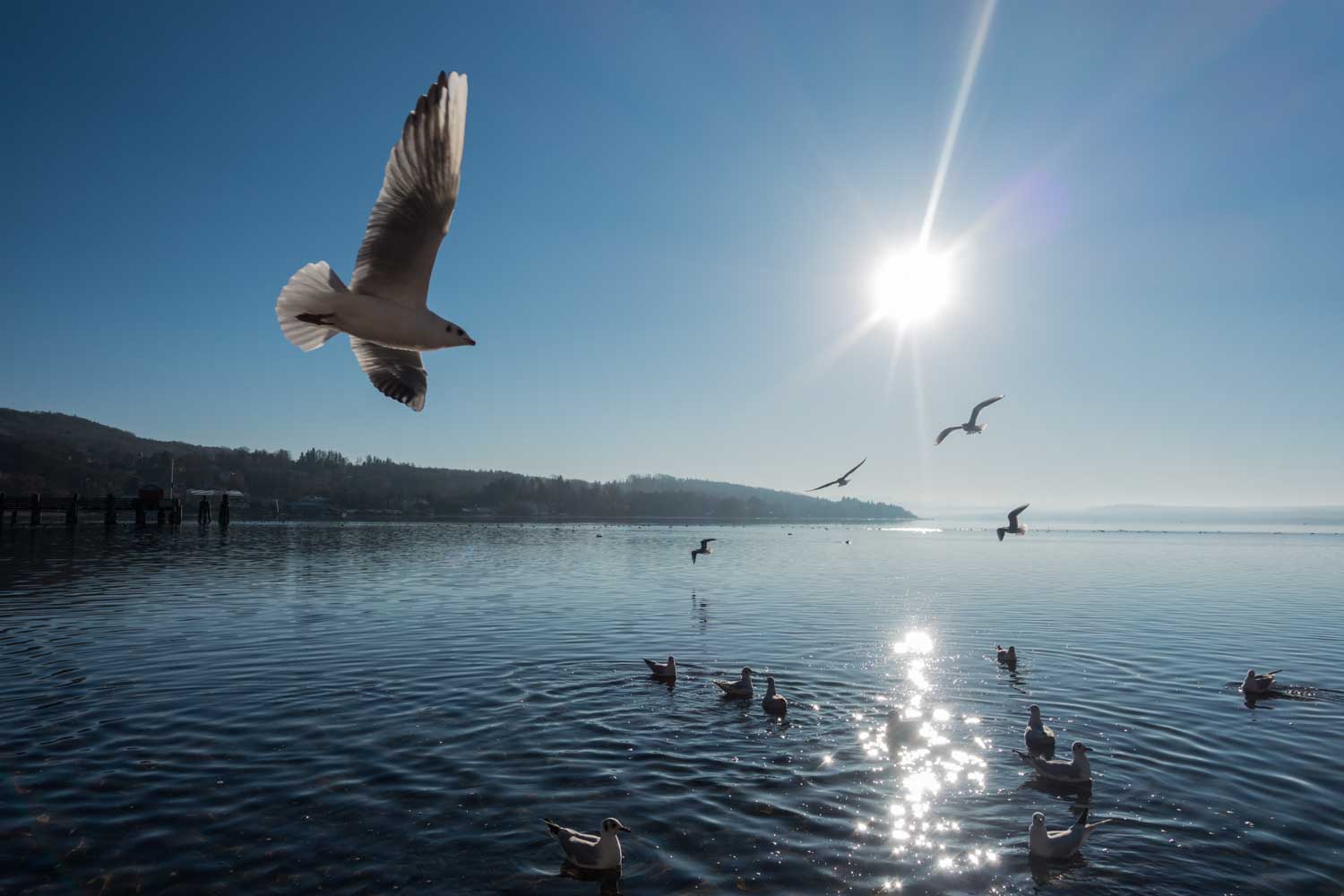 Seagulls flying over sunlit lake with rippling water and distant hills under a clear blue sky.