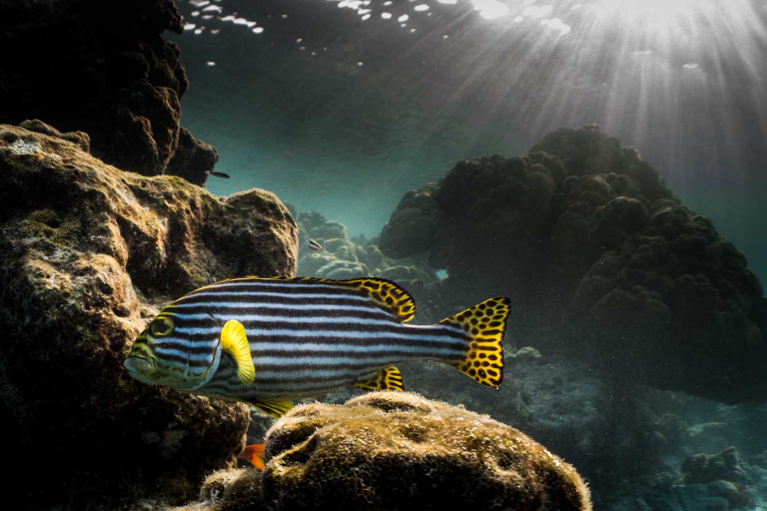 Striped fish swimming among coral reefs with sunlight filtering through the water surface.