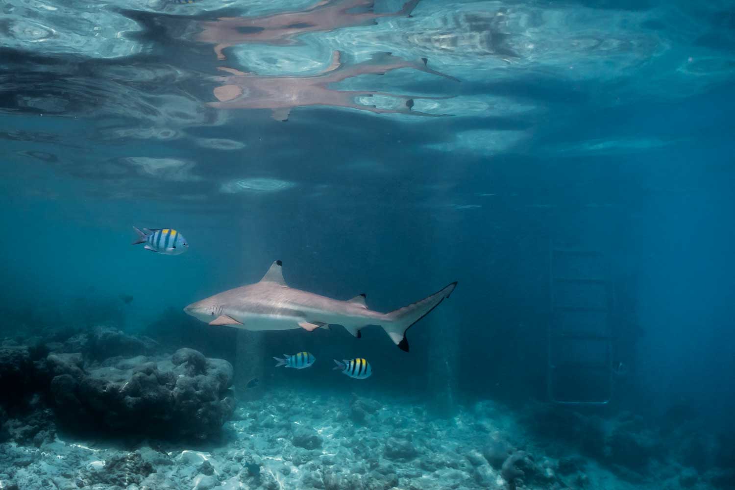 Shark swimming with colorful fish near a coral reef in clear blue ocean water.