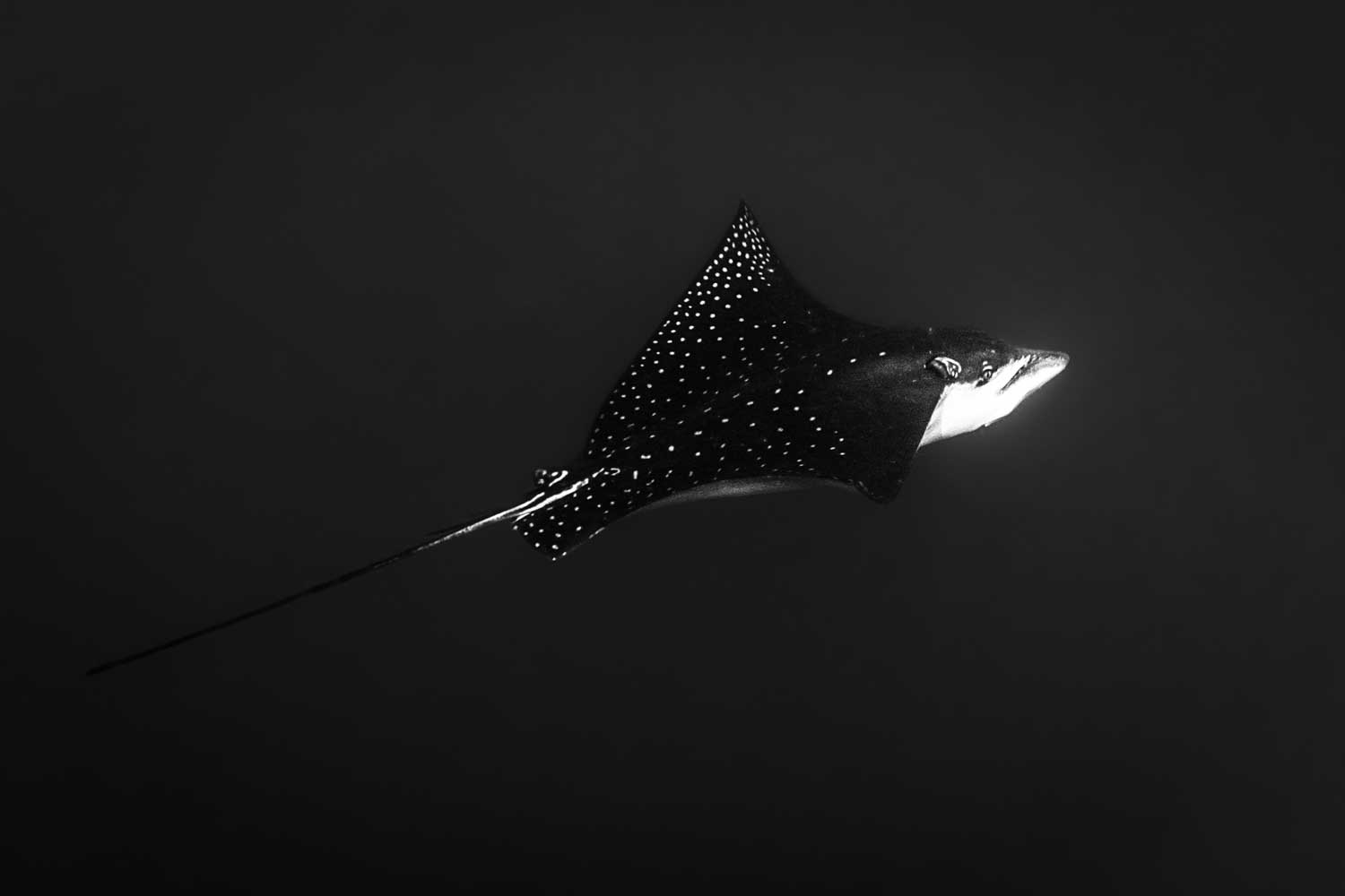 Black and white image of a spotted eagle ray swimming gracefully in dark water.