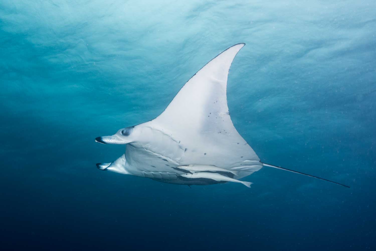 Manta ray gliding gracefully through clear blue ocean water.