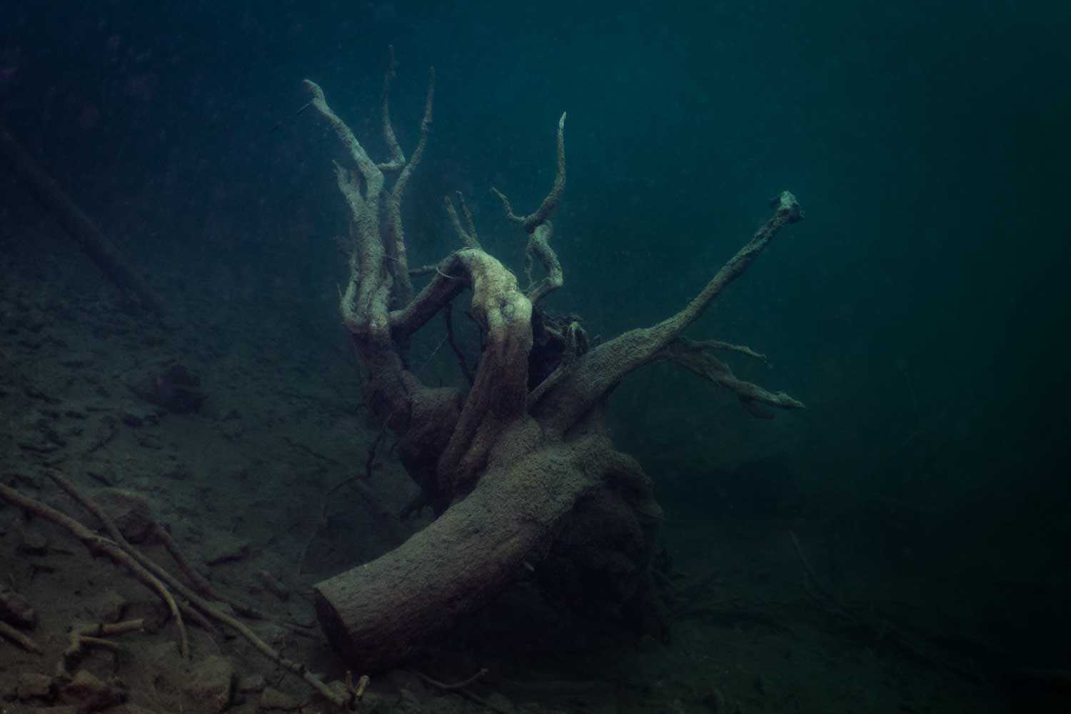 Underwater scene with a large, twisted tree stump on a murky lake bed.