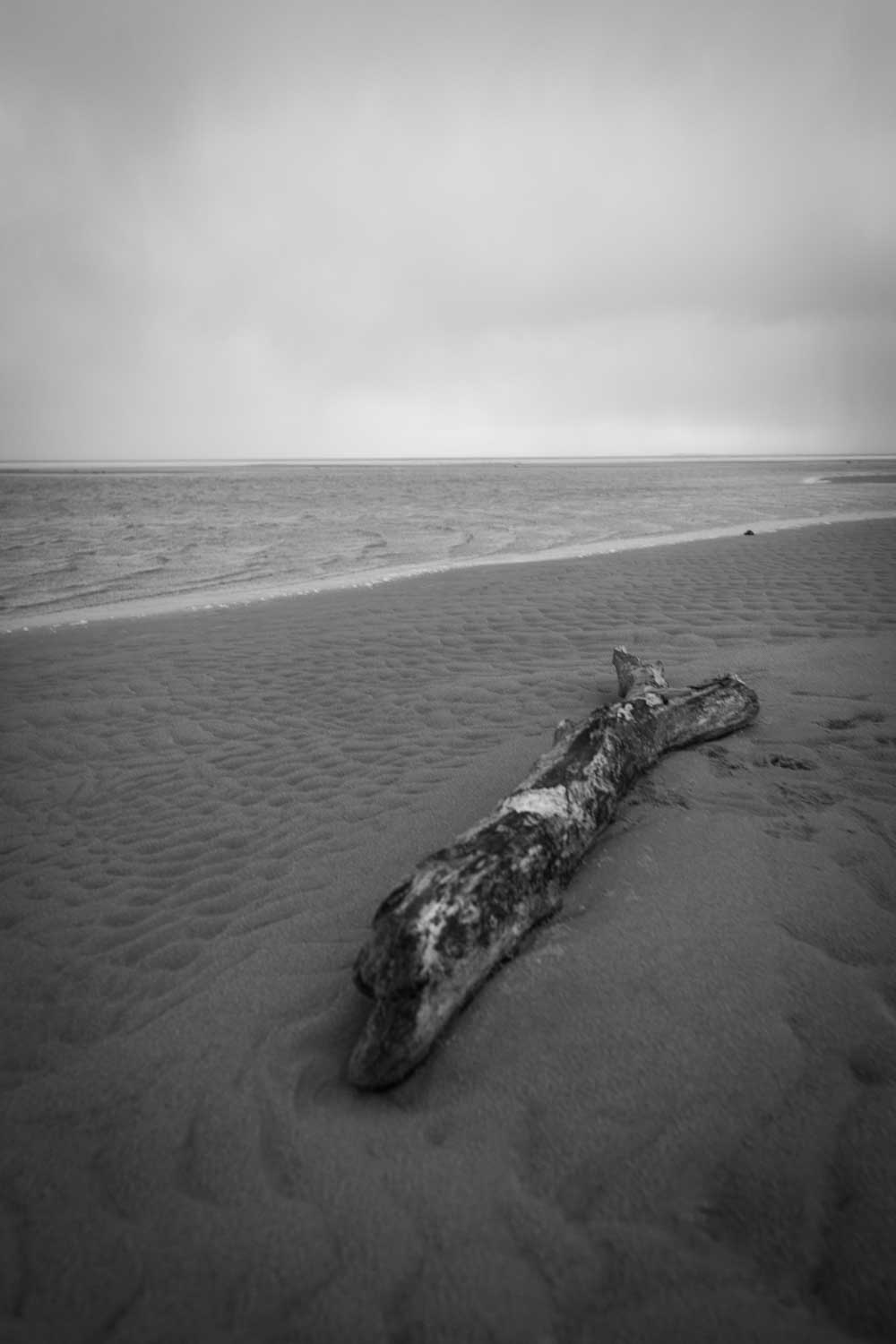 Monochrome beach scene with driftwood on sand, ocean waves in the background under a cloudy sky.