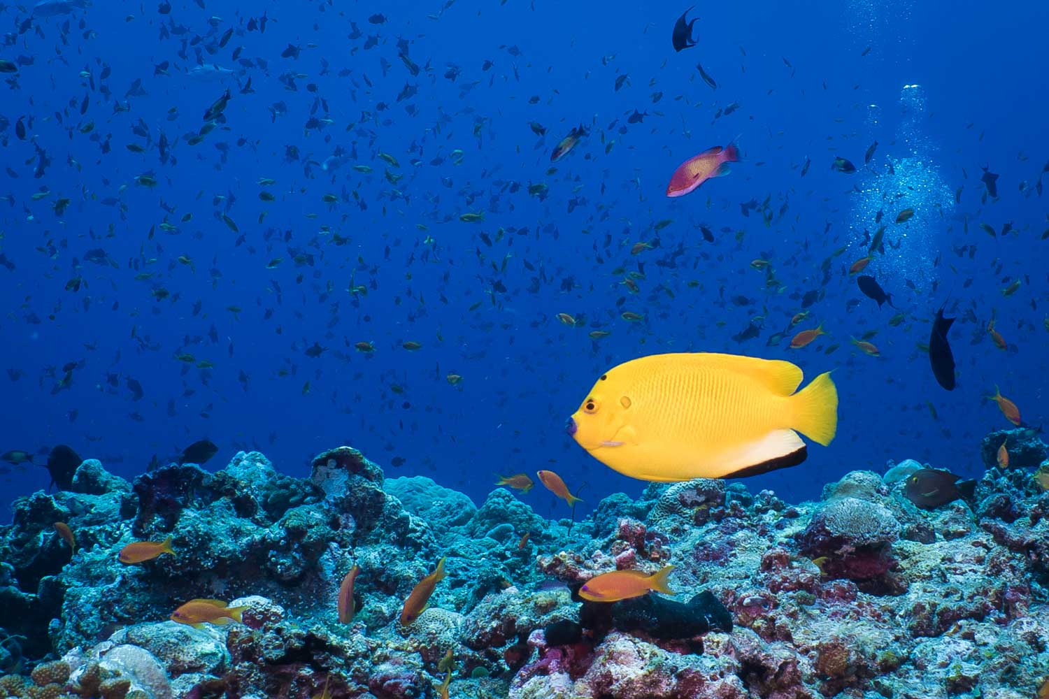 Vibrant yellow fish swimming over coral reef surrounded by small colorful fish in clear blue ocean.