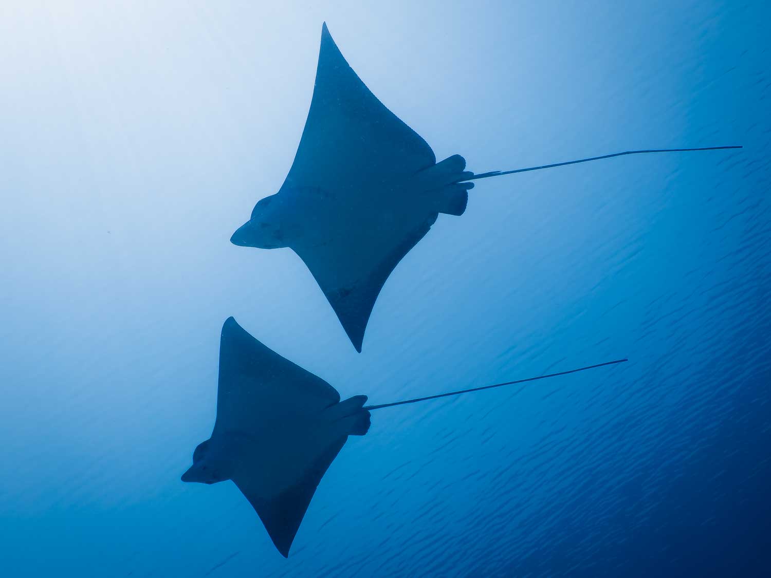 Malediven — Tauchabenteuer auf Kuramathi Island