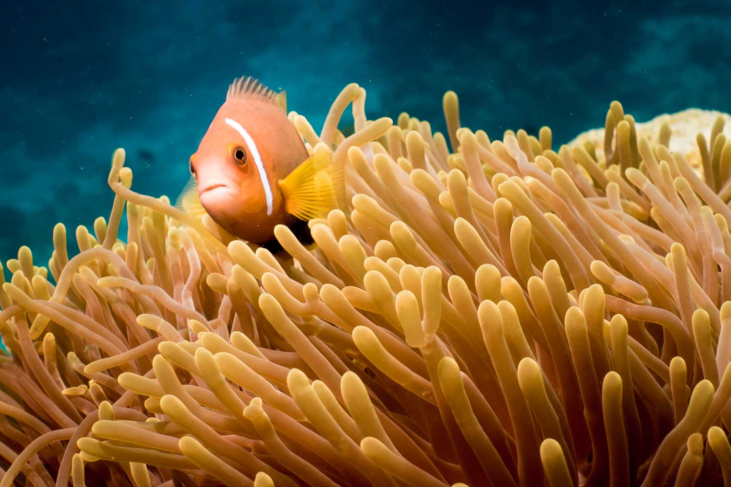 Clownfish nestled in vibrant sea anemone, with clear blue ocean background.