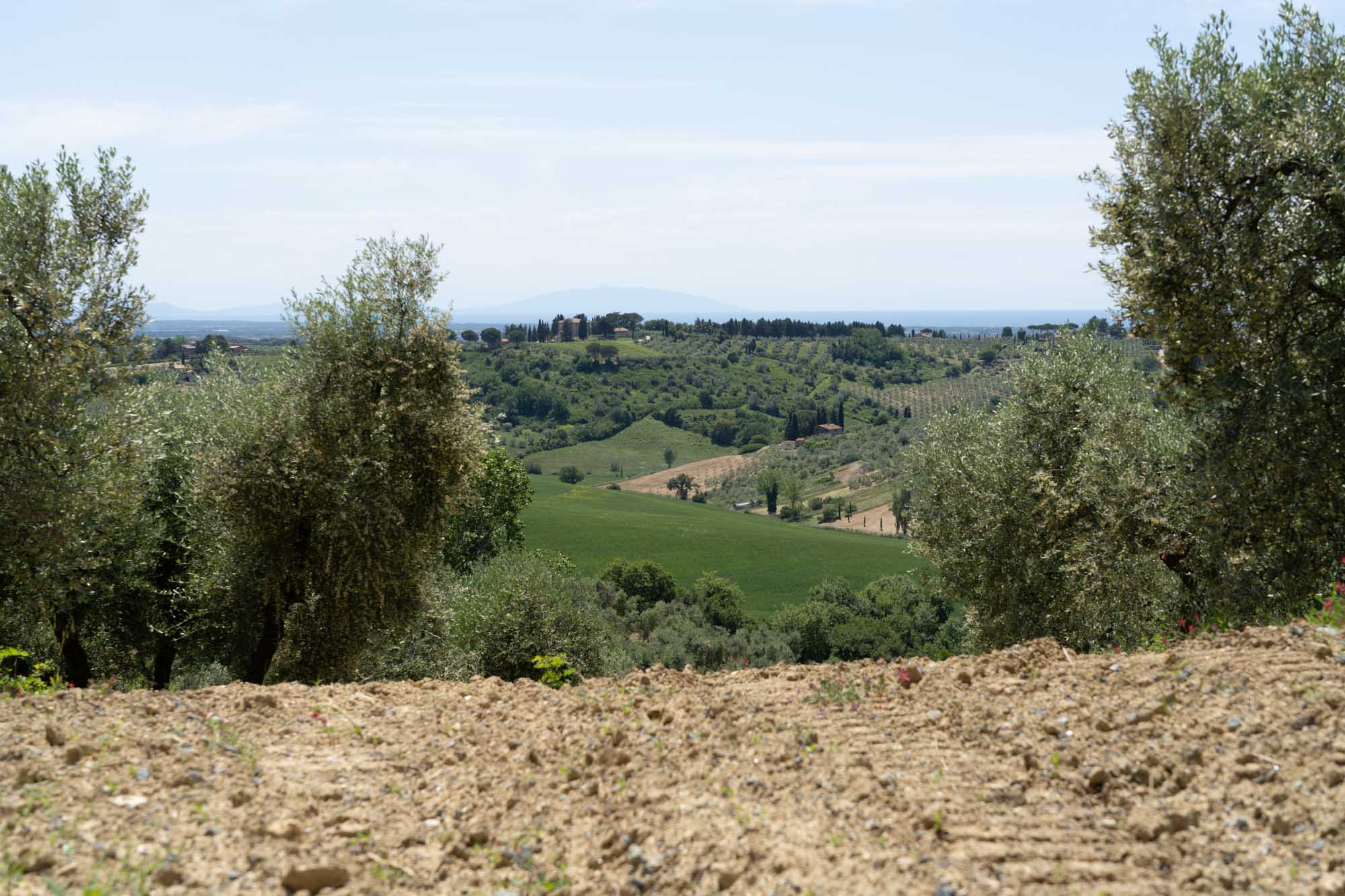 Rolling hills and lush olive trees under a clear sky in the scenic Italian countryside.