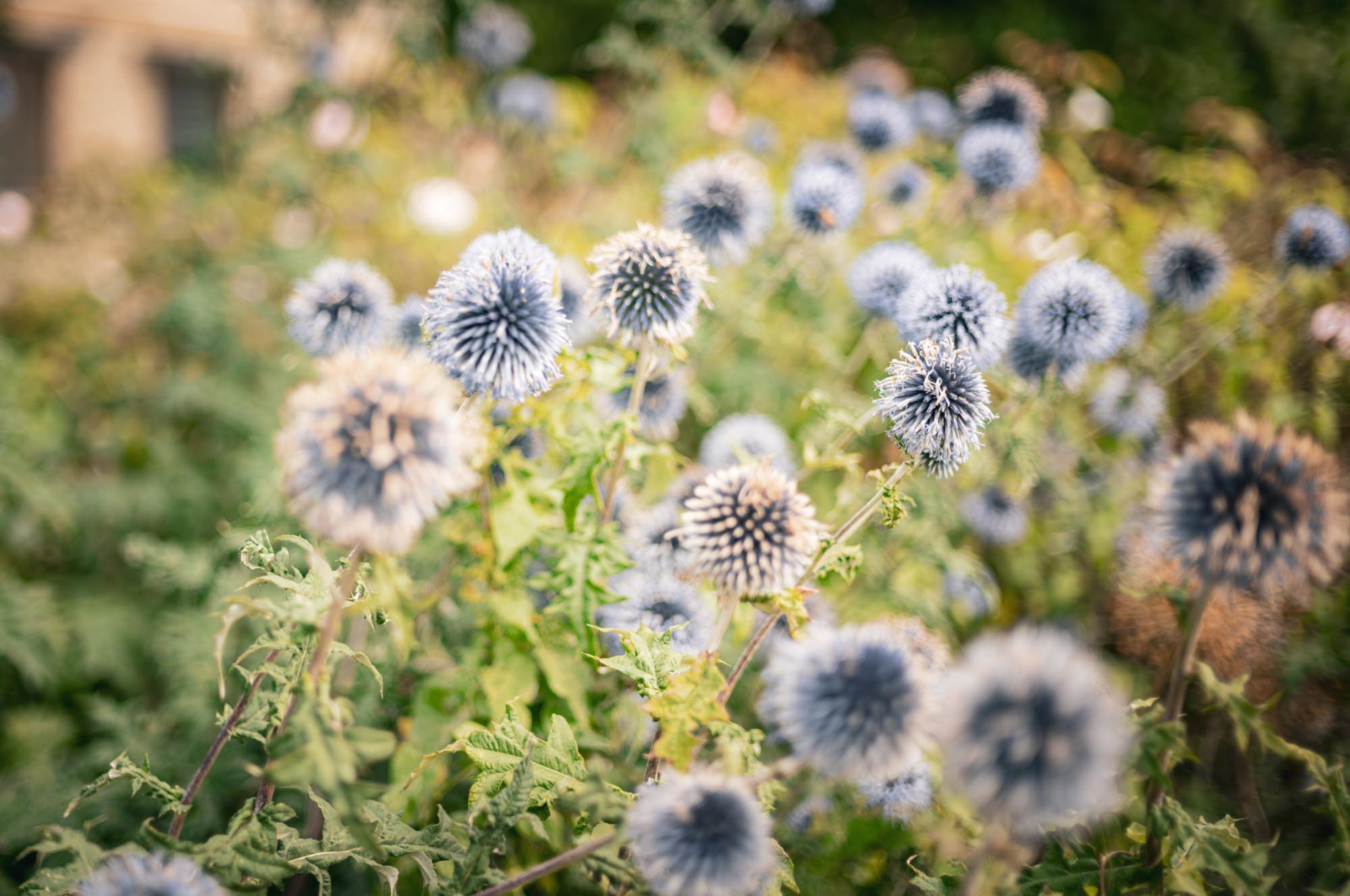 Close-up of blue globe thistle flowers in a garden, with lush green leaves and a soft-focus background.