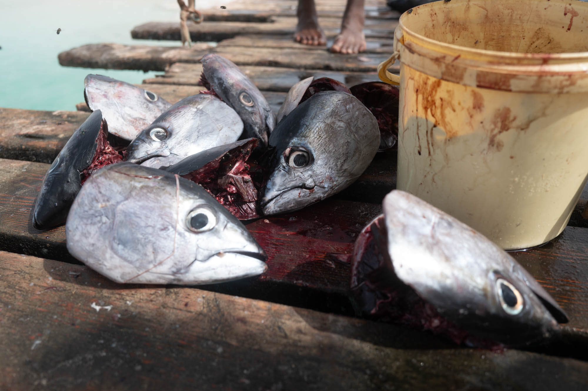 Several fish heads next to a yellow bucket on a wooden dock.