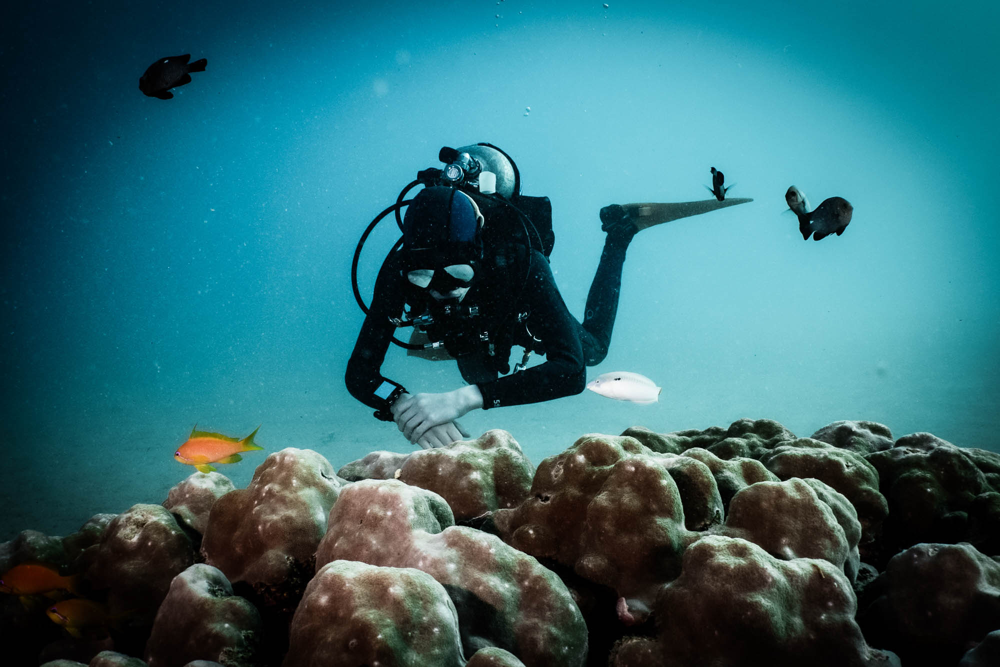 Scuba diver exploring vibrant coral reef with colorful fish underwater.