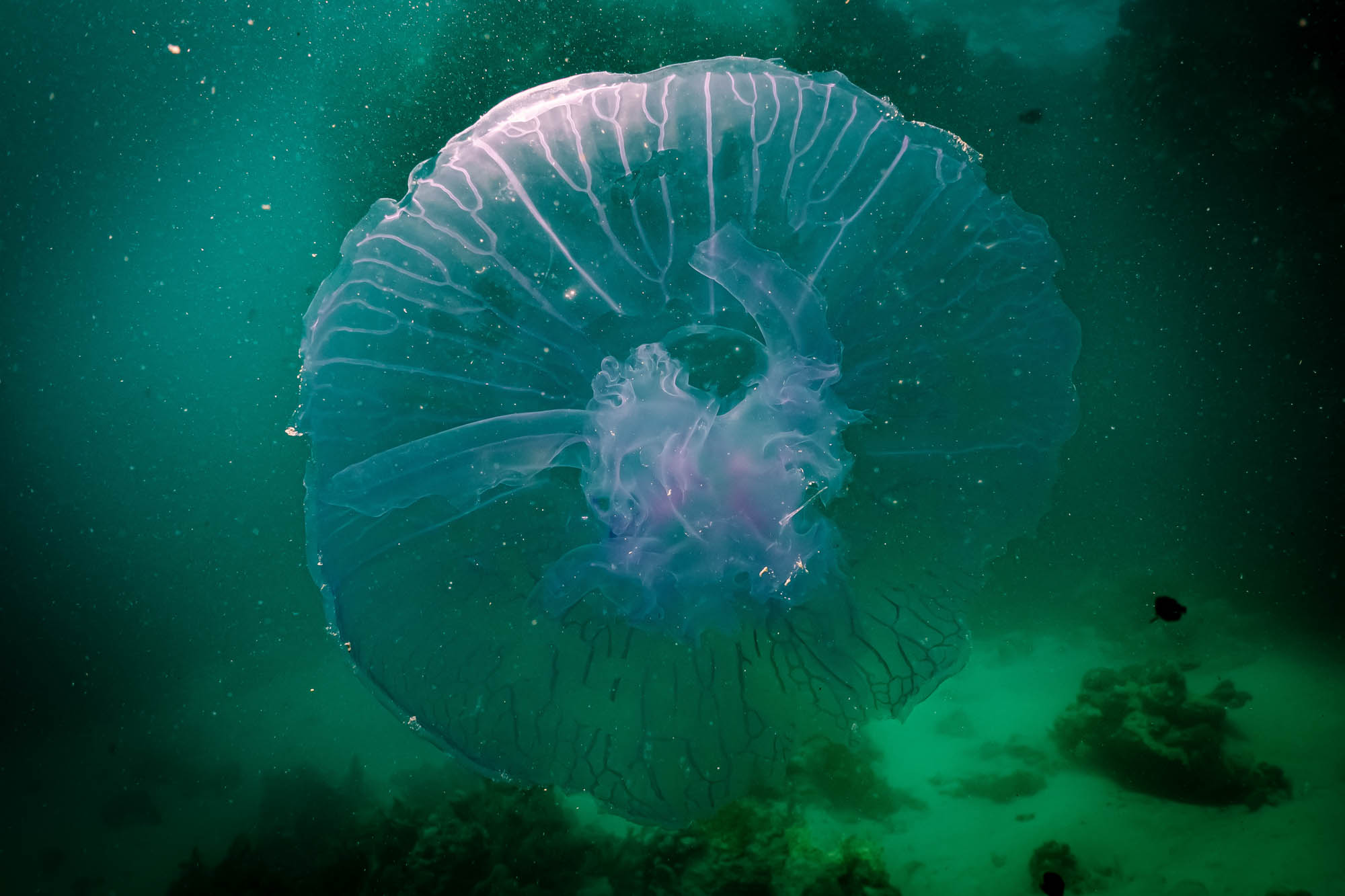 Translucent jellyfish gracefully swimming in deep green ocean waters.