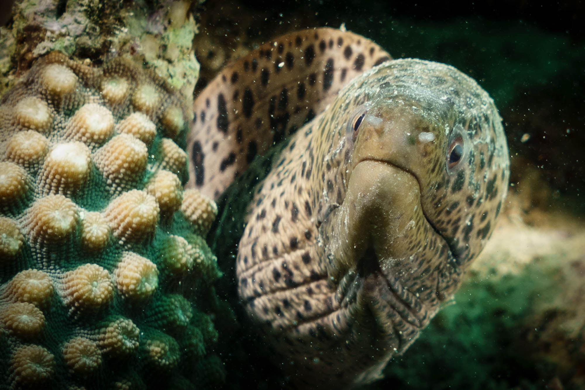 Spotted moray eel emerges from coral in underwater scene.