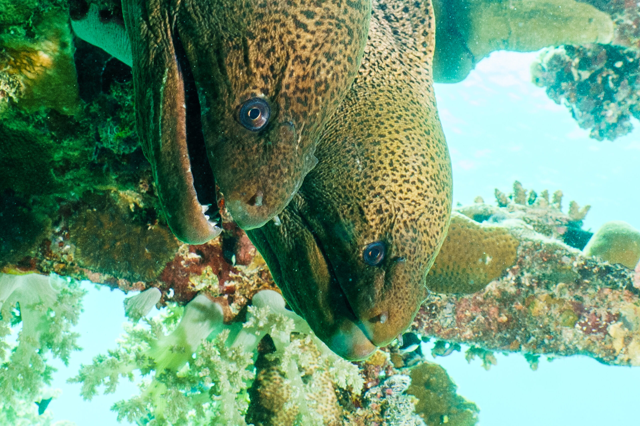 Two spotted moray eels among colorful coral reefs in clear ocean waters.
