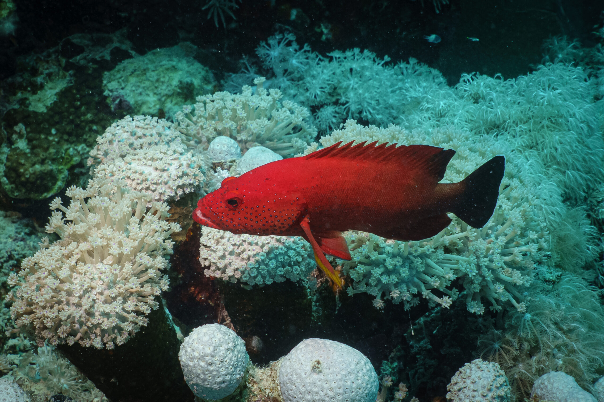 Bright red fish swimming among vibrant coral reef.
