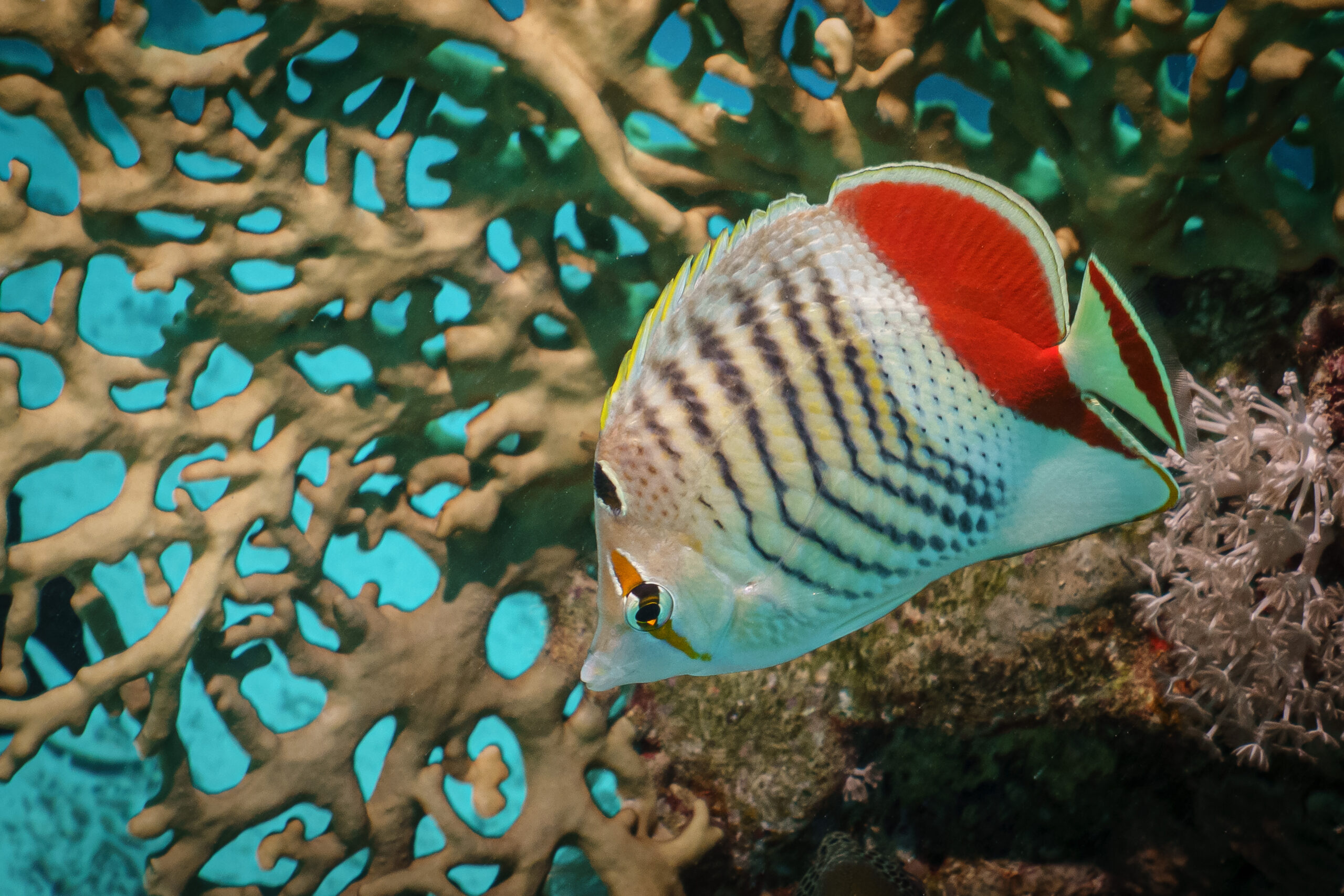 Colorful fish swimming near vibrant coral reef in clear blue water.