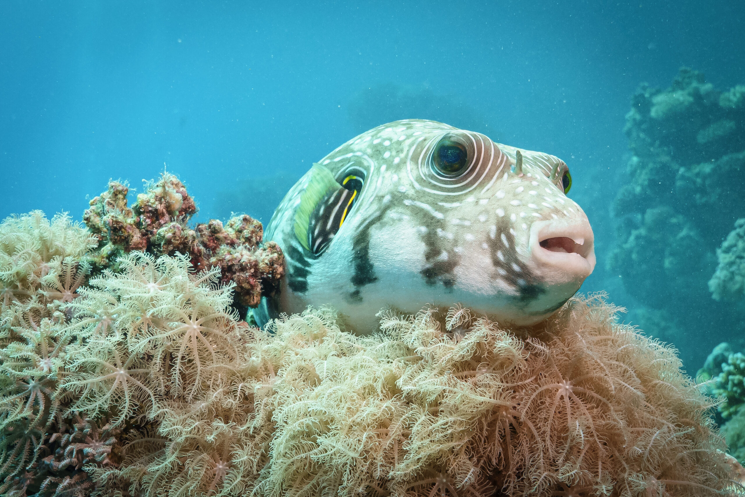 Close-up of a spotted pufferfish resting among soft coral under clear blue water.