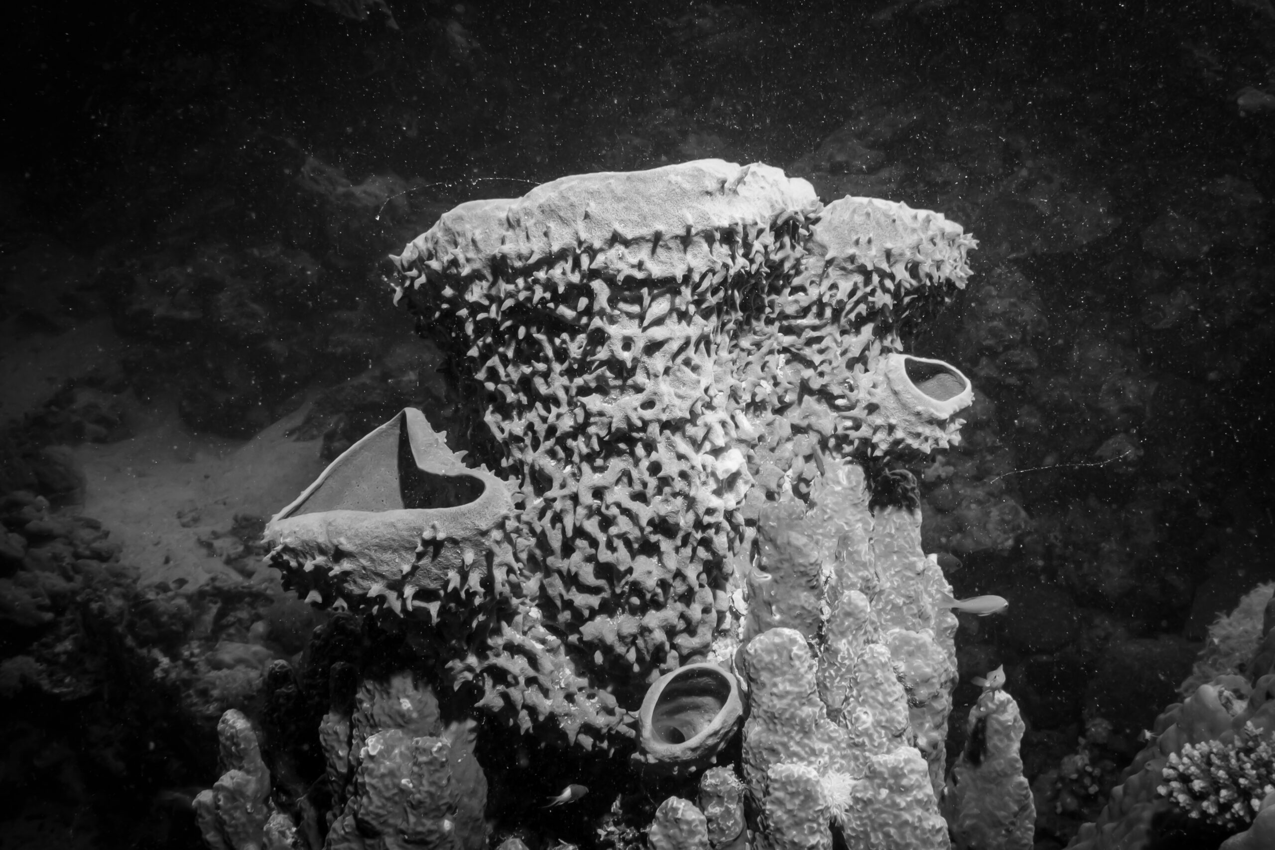 Black and white image of large barrel sponges on a reef, showcasing textured surfaces under the ocean.