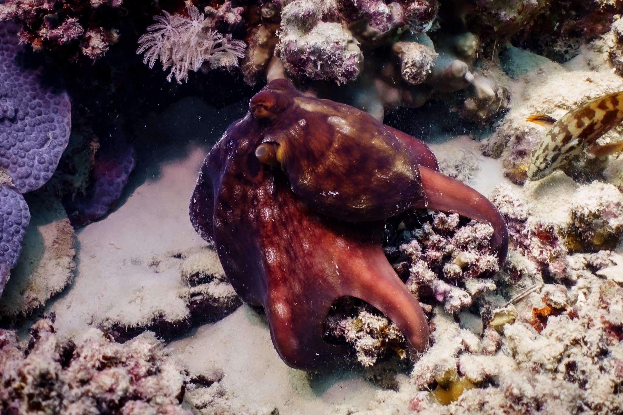 Oktopus-Begegnung beim letzten Tauchgang in El Quseir